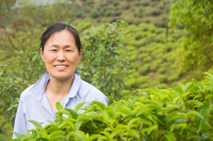 Amanda in Darjeeling tea field